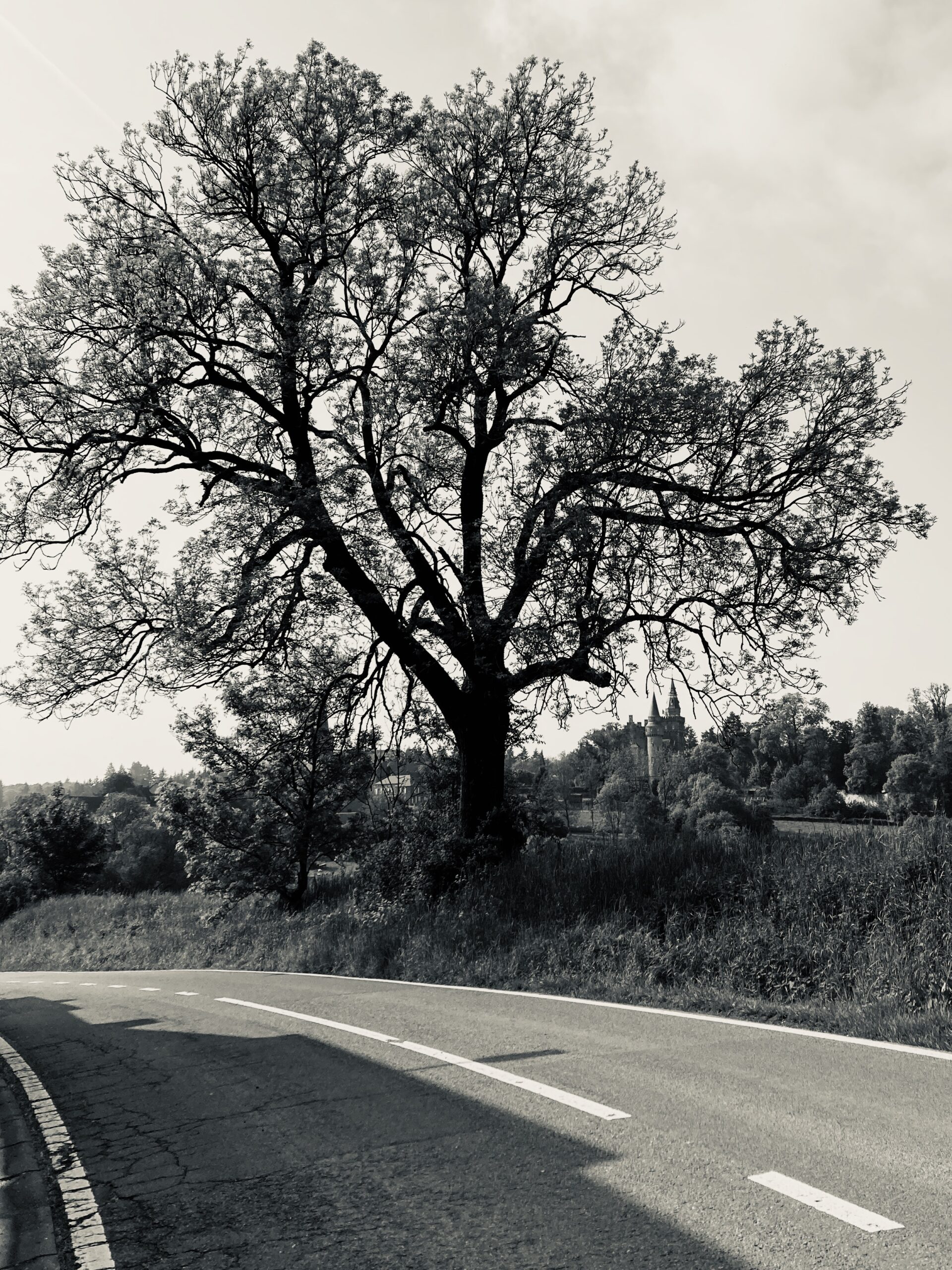 Photo d'une route et d'un arbre